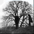 Photo Albulle1.0rc6/upload/albulle/data/photos/Avatars/oddlist_tree_wave.gif